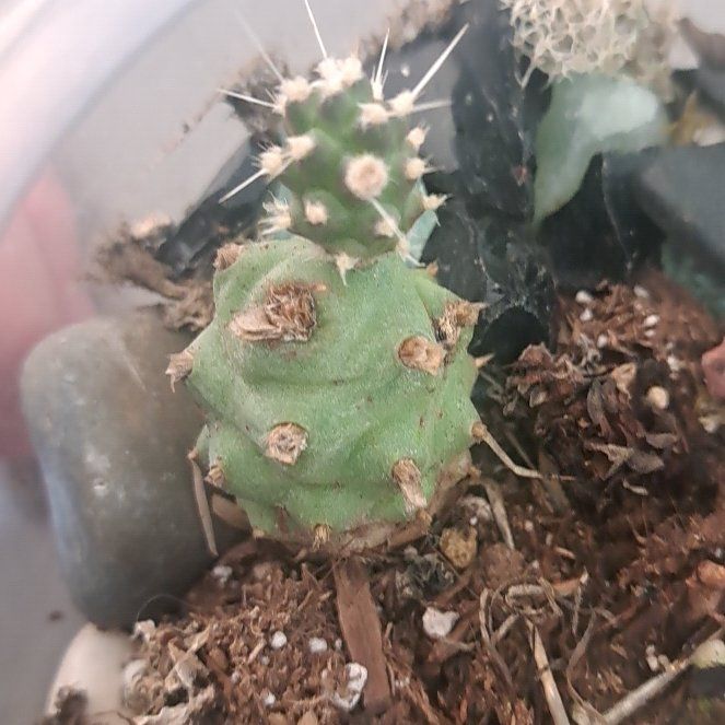 Photo of the plant species Peyote by @JoyousJuniper named Foxxy on Greg, the plant care app