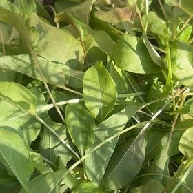 Photo of the plant species Common Sorrel by @BreezyRedash13 named Sorrel on Greg, the plant care app