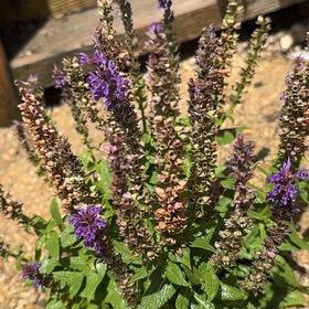 Photo of the plant species Meadow Sage by @BreezyRedash13 named Meadow Sage on Greg, the plant care app