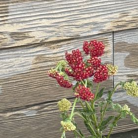Photo of the plant species Milfoil by @BreezyRedash13 named Yarrow on Greg, the plant care app