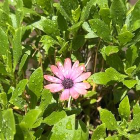 Photo of the plant species Weather Prophet by @BreezyRedash13 named Weather Prophet on Greg, the plant care app