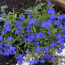 Photo of the plant species Edging Lobelia by @BreezyRedash13 named Lobelia on Greg, the plant care app