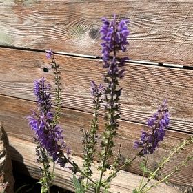 Photo of the plant species Meadow Sage by @BreezyRedash13 named Salvia on Greg, the plant care app