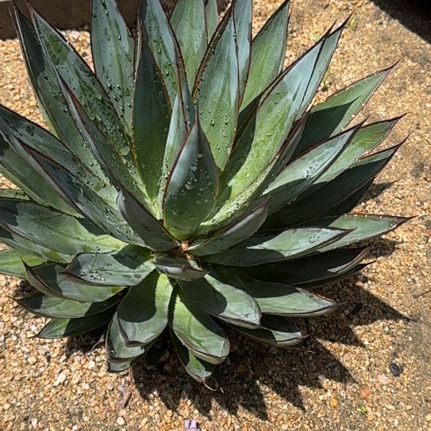 Photo of the plant species Agave Shawii by @BreezyRedash13 named Agave on Greg, the plant care app