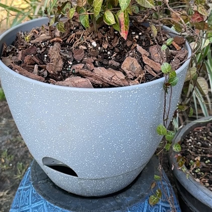 Photo of the plant species Asian Jasmine by @WinApple44 named Anne on Greg, the plant care app