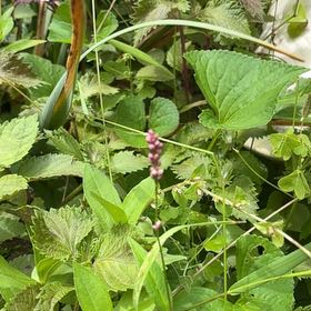 Photo of the plant species Persicaria Longiseta by @SirMangeao1 named Hamilton on Greg, the plant care app