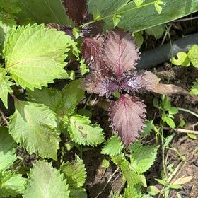 Photo of the plant species Beefsteak Plant by @SirMangeao1 named Delilah on Greg, the plant care app