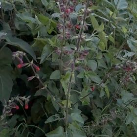 Photo of the plant species Salvia Red by @SirMangeao1 named Daphne on Greg, the plant care app