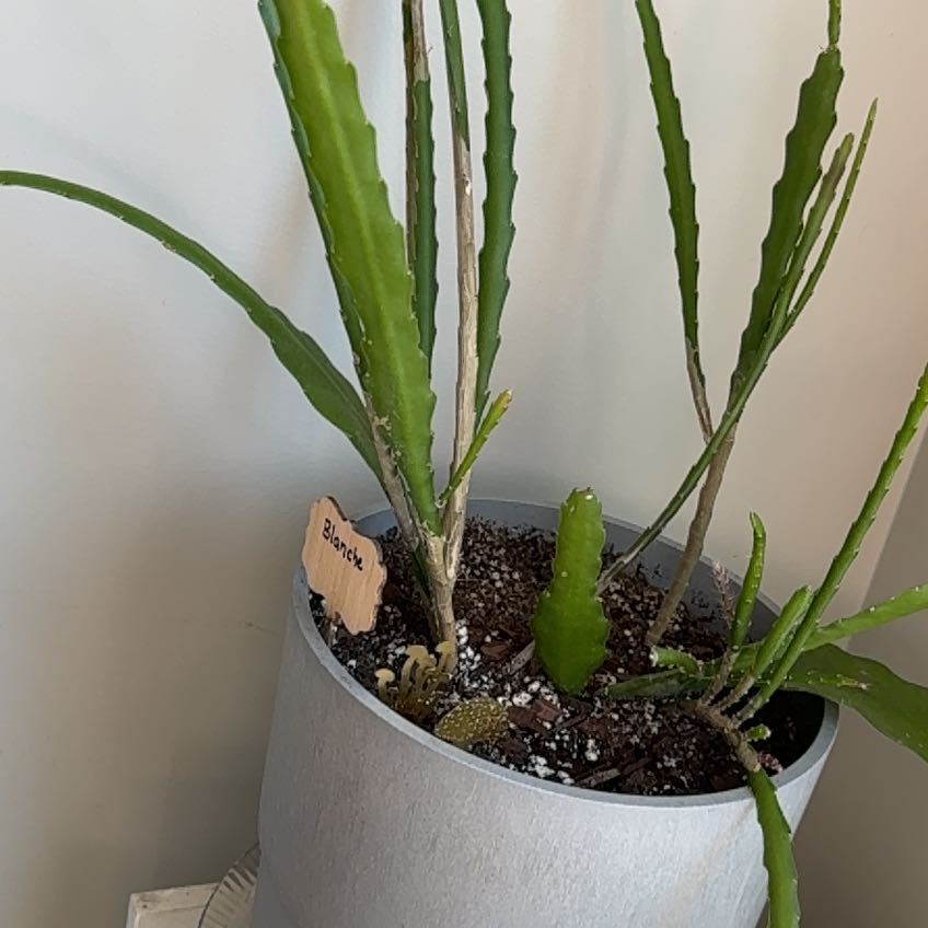 Photo of the plant species Red Orchid Cactus by @PoshPeanut22 named Blanche on Greg, the plant care app