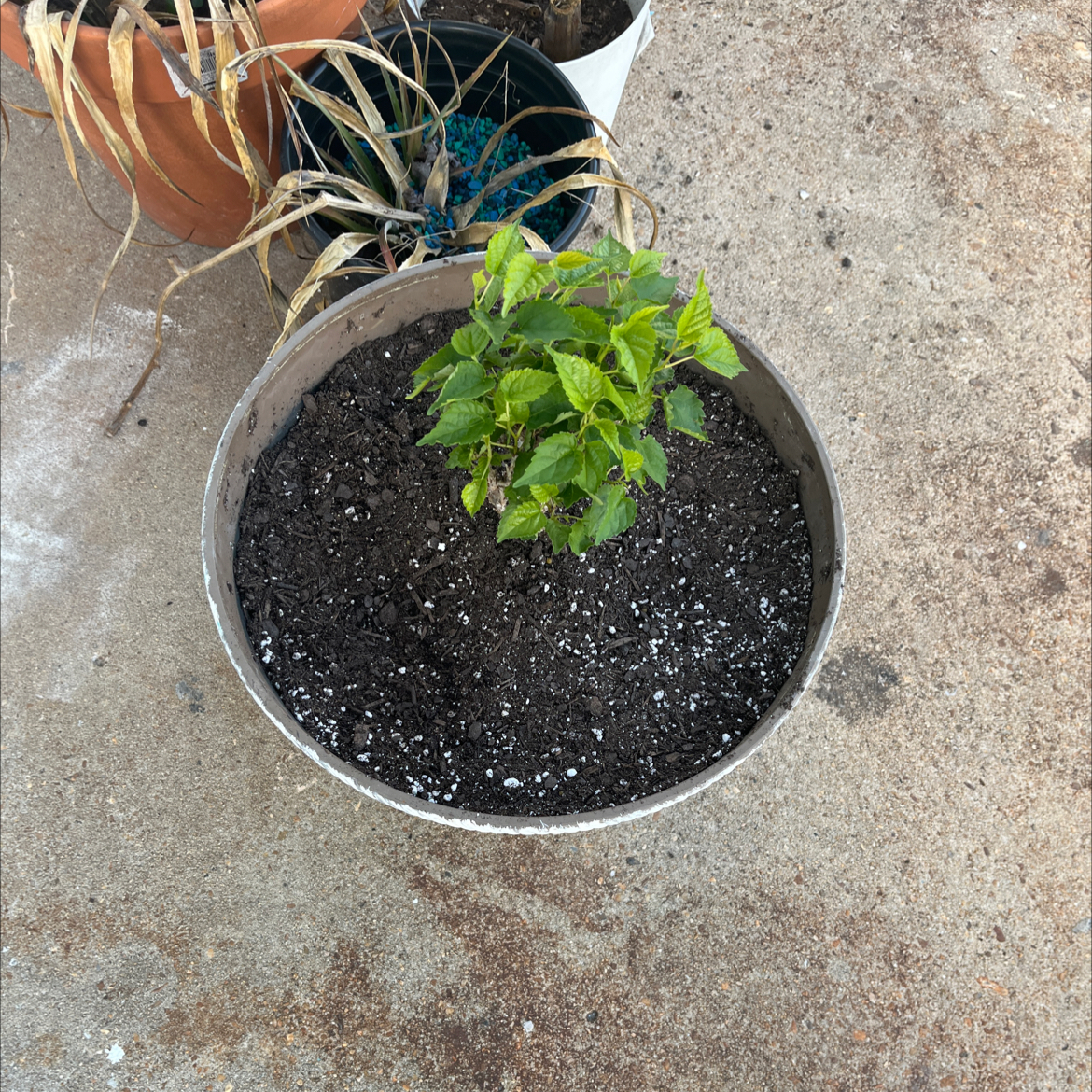Photo of the plant species Dwarf Everbearing Mulberry by @BigSkypilot6 named Louis on Greg, the plant care app