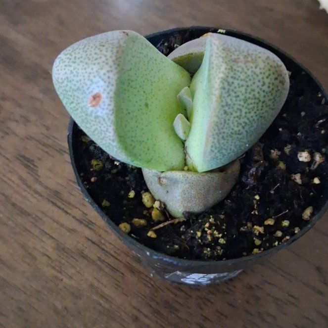 Photo of the plant species Split Rock by @ND1423 named Mochi on Greg, the plant care app