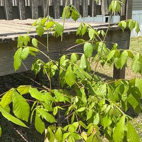 Photo of the plant species Bottlebrush Buckeye by @WellreadCoojong named Girlfrond on Greg, the plant care app