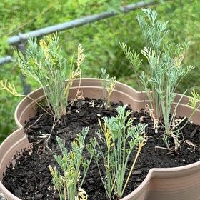 Photo of the plant species California Poppy by @BrotherlyMint31 named Fernie Mac on Greg, the plant care app