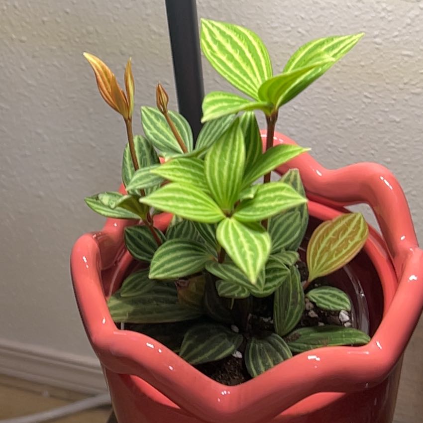 Photo of the plant species parallel peperomia by @IvysGreenhouse named Sanders on Greg, the plant care app