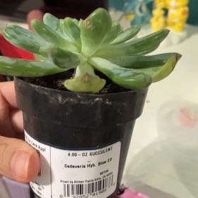 Photo of the plant species Sedeveria 'Blue Elf' by @BentonPothos68 named Petals on Greg, the plant care app