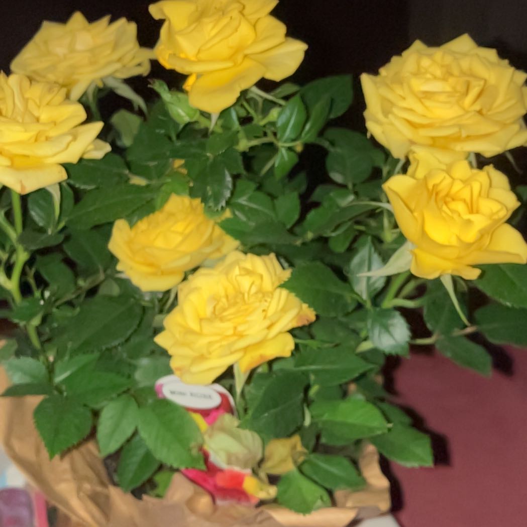 Photo of the plant species Rose by @BentonPothos68 named Treeyoncé on Greg, the plant care app