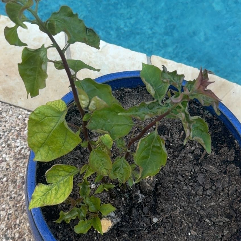 Photo of the plant species Black Nightshade by @FabAcajou17 named Gomez on Greg, the plant care app