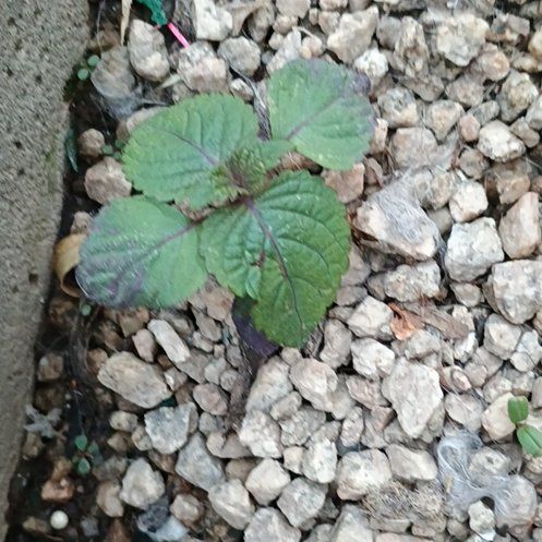 Photo of the plant species Beefsteak Plant by @RulerAllspice13 named Willow on Greg, the plant care app