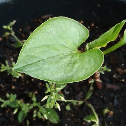 Photo of the plant species Fishwort by @RulerAllspice13 named Rosa on Greg, the plant care app