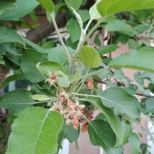 Photo of the plant species Oregon Crabapple by @RulerAllspice13 named McKinley on Greg, the plant care app