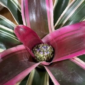 Photo of the plant species Bromeliad neoregelia by @FieryRedwood81 named Messi on Greg, the plant care app