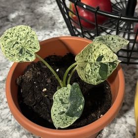 Photo of the plant species Var Dragon Scale by @FieryRedwood81 named da Vinci on Greg, the plant care app