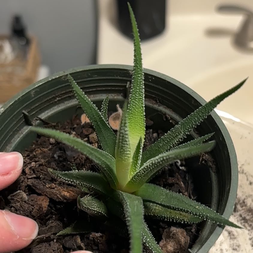 Photo of the plant species Hankey Dwarf Aloe by @FieryRedwood81 named Gomez on Greg, the plant care app