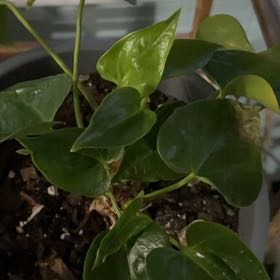 Photo of the plant species Red Anthurium by @FieryRedwood81 named Gates on Greg, the plant care app