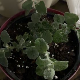 Photo of the plant species Trailing Dusty Miller by @FieryRedwood81 named Sherlock on Greg, the plant care app