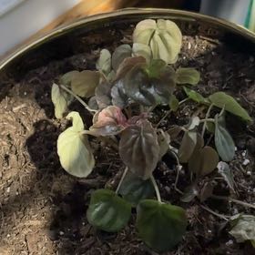 Photo of the plant species Peperomia Pink Lady by @FieryRedwood81 named Clooney on Greg, the plant care app