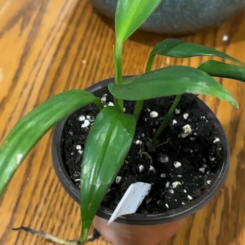 Photo of the plant species Epipremnum 'Silver Stripe' by @FieryRedwood81 named Morgan Treeman on Greg, the plant care app
