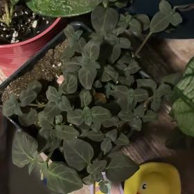 Photo of the plant species Creeping Jenny Midnight Sun by @FieryRedwood81 named Bruce Lee on Greg, the plant care app