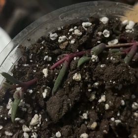 Photo of the plant species Shoreline Sea Purslane by @FieryRedwood81 named Rihanna on Greg, the plant care app