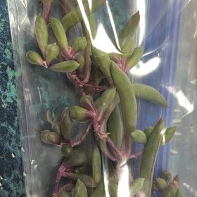 Photo of the plant species Small Red Carpet by @FieryRedwood81 named Diana on Greg, the plant care app