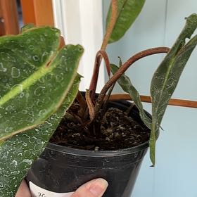 Photo of the plant species Philodendron billietiae by @FieryRedwood81 named Fernie Mercury on Greg, the plant care app