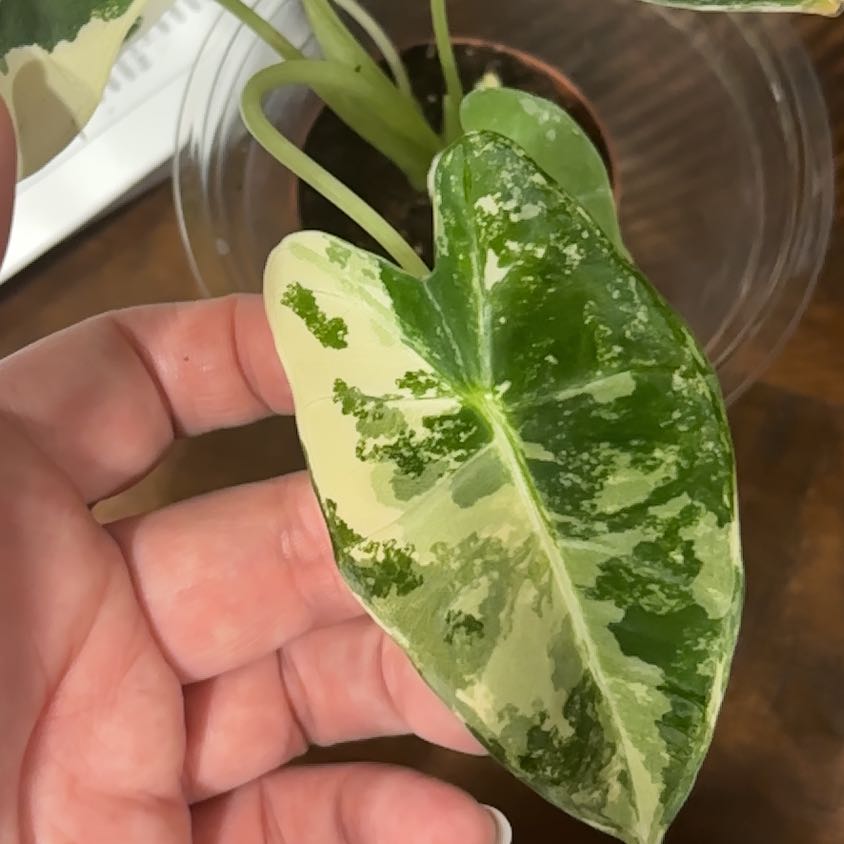 Photo of the plant species Variegated Alocasia frydek by @FieryRedwood81 named Captain Plant-it on Greg, the plant care app