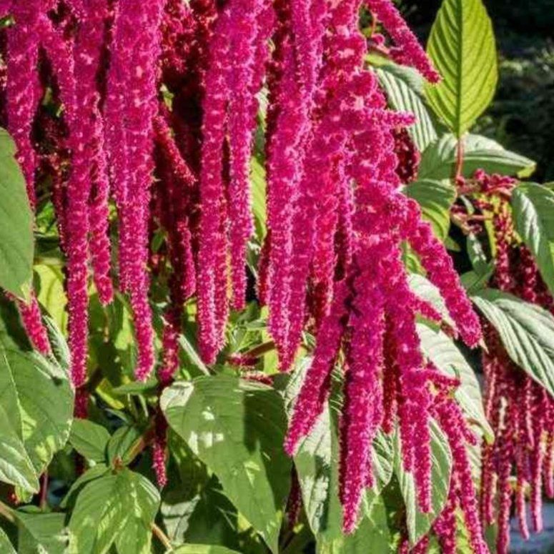 Photo of the plant species Kiwicha by @StockyGerbera34 named Hamilton on Greg, the plant care app