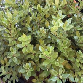 Photo of the plant species Black Matipo by @HeirCaraway72 named Harry on Greg, the plant care app
