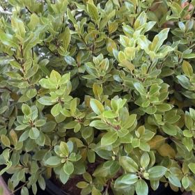 Photo of the plant species Black Matipo by @HeirCaraway72 named Harry on Greg, the plant care app