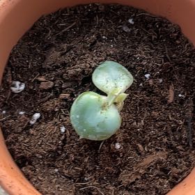 Photo of the plant species Echeveria 'Xanthe Rose' by @RulerGrapeivy23 named Sweet Pea on Greg, the plant care app