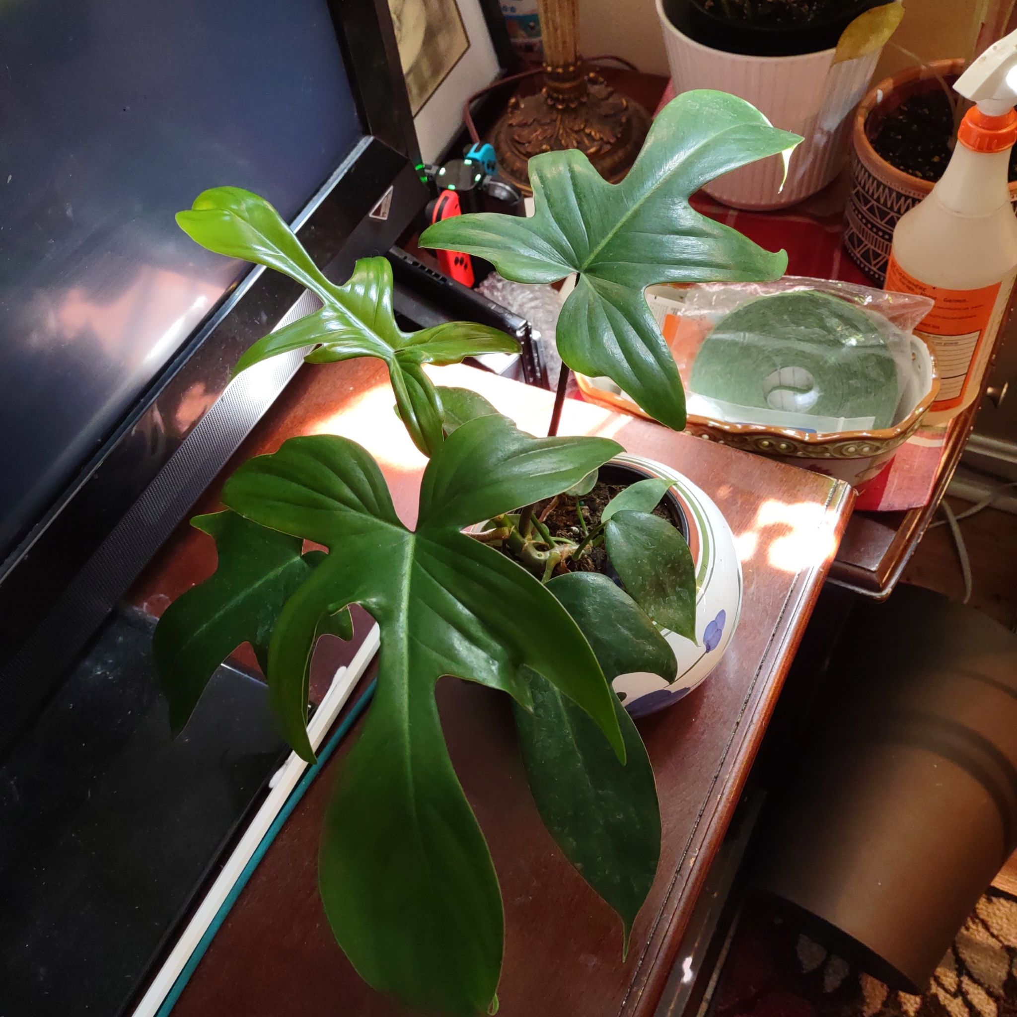 Philodendron 'Florida' plant in a pot on a table, with healthy green leaves.