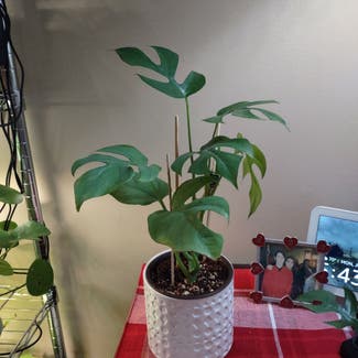 Mini Monstera plant in Worcester, Massachusetts
