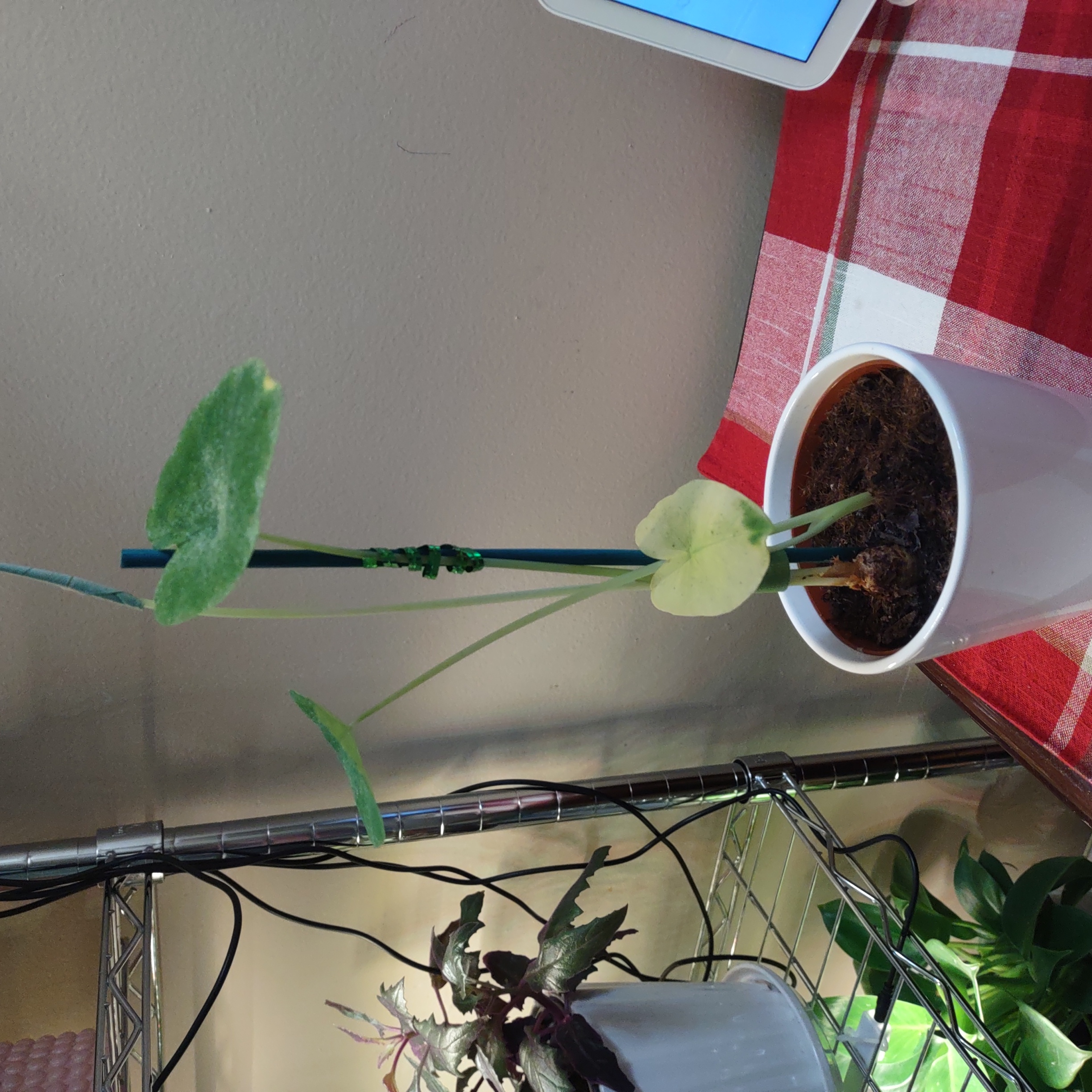 Taro 'Mojito' plant in a white pot with visible soil and a yellowing leaf.