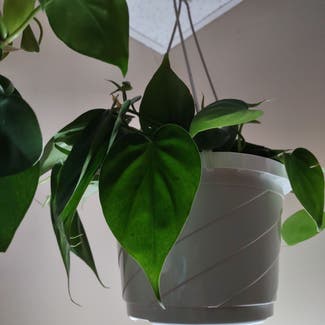 Heartleaf Philodendron plant in Worcester, Massachusetts