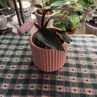 Pink Princess Philodendron plant in Worcester, Massachusetts