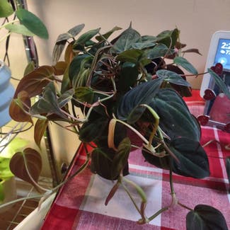Philodendron Micans plant in Worcester, Massachusetts