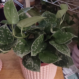 Silver Anne Pothos plant in Worcester, Massachusetts