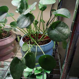 Chinese Money Plant plant in Worcester, Massachusetts