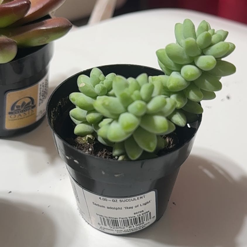 Photo of the plant species Sedum adolphi 'Ray of Light' by @GoldWingfern56 named Orlando Bloom on Greg, the plant care app
