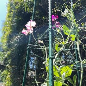 Photo of the plant species Lathyrus Odoratus by @DeluxePilea26 named Babe on Greg, the plant care app